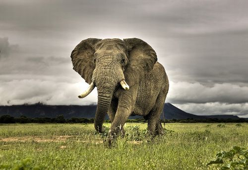 Animali a rischio estinzione: elefanti dimezzati in 40 anni