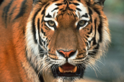 Video shock tigre, Pefc: "Greenpeace, solo falsità"