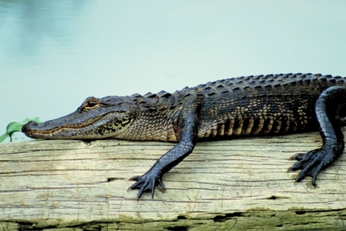 Biodiesel dagli alligatori, la nuova scoperta USA