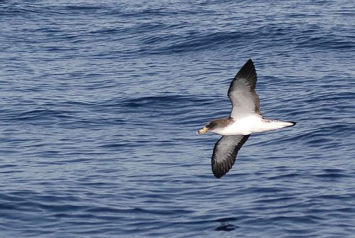 Uccelli marini in crisi, la LIPU chiede un piano per il Mediterraneo