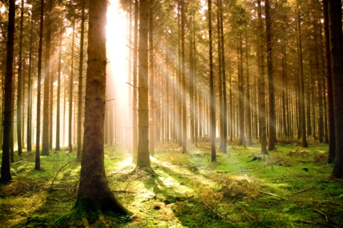 Ambiente e territorio, foreste sostenibili con Robinwood 