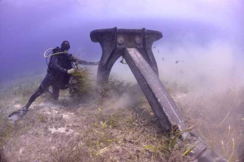 Posidonia di Formentera rischia l'estinzione in pochi anni
