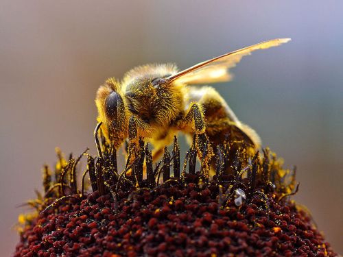 Moria api in Piemonte, stop ai neonicotinoidi in agricoltura
