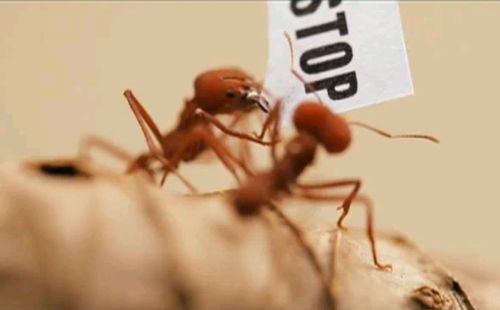 Tre prodotti bio contro le formiche