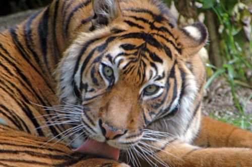Tigre di Sumatra, chi non muore si rivede... negli spot della APP