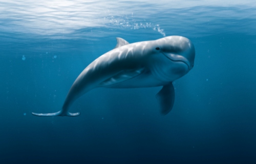 Animali, nuova specie delfino scoperta in Australia 