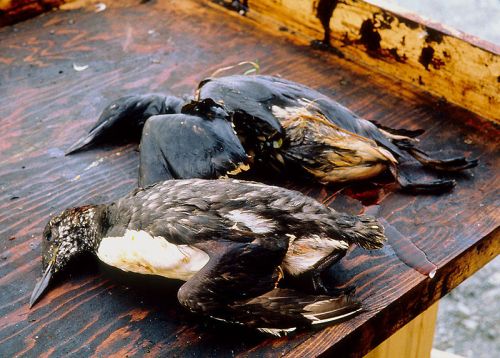 Disastro petrolifero Exxon Valdez, quella lezione recepita male dalle compagnie petrolifere