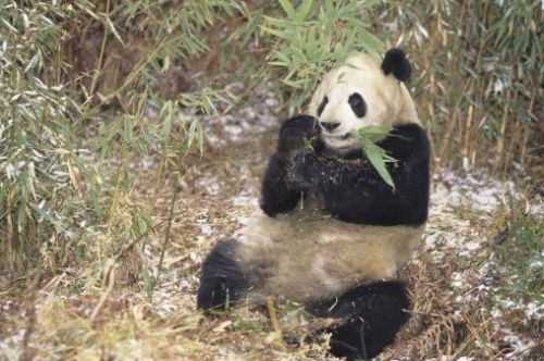 Biocarburanti dalle feci del panda