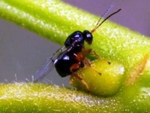 Specie invasive, crolla raccolto di castagne a causa di insetto cinese