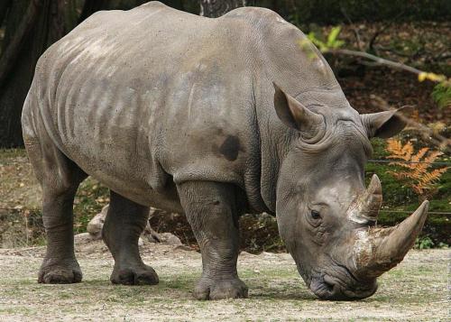 Animali in via d'estinzione, addio al rinoceronte di Giava