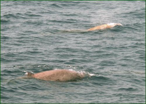 Monitoraggio cetacei, i delfini zifi di Civitavecchia