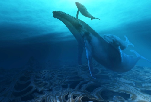 Animali, balene: a minacciare la loro esistenza anche i gabbiani