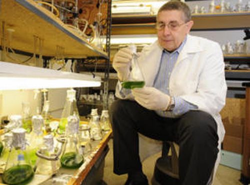 Biocarburanti: inventato metodo per aumentare la resa delle alghe
