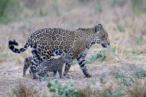 Nuove speranze di sopravvivenza per i giaguari grazie agli sforzi degli animalisti