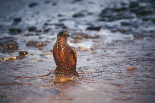 Disastro petrolifero in Niger, migliaia di barili di greggio finiscono sul delta