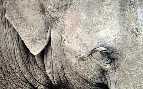 Animali a rischio estinzione: l'elefante di Sumatra si estinguerà in 30 anni