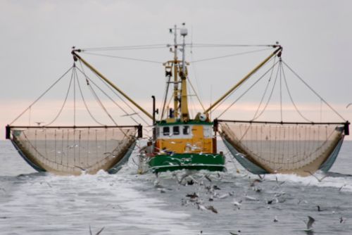 Pesca, in Europa le regole sono troppo rigide? I pescatori vanno in Africa