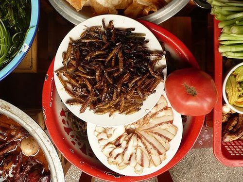 Alimentazione biologica, l'Europa incentiva il consumo di vermi