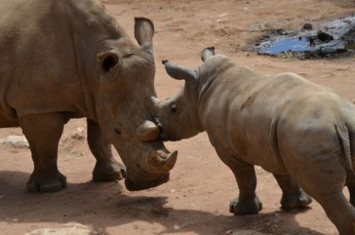 Rinoceronti: più di uno al giorno quelli uccisi nel 2011