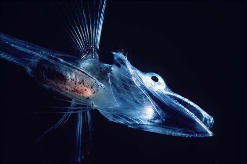 Animali a rischio estinzione, a rischio i pesci ghiacciolo