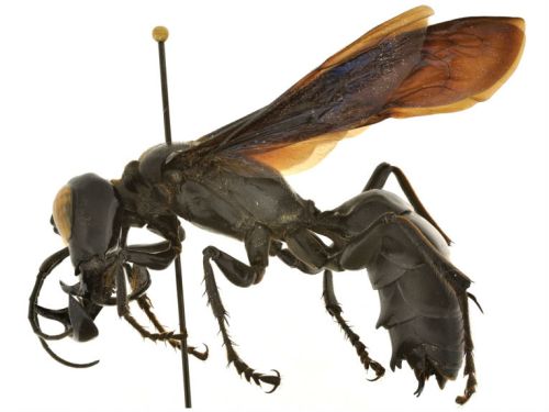 Scoperta vespa gigante in Indonesia