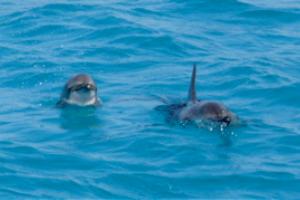 Delfini ko per inquinamento Golfo del Messico