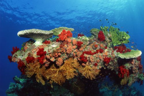 Acidificazione degli oceani, alcuni coralli potrebbero adattarsi