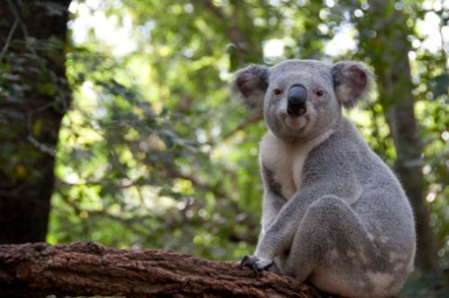 Koala, l'Australia lo inserisce nelle specie minacciate