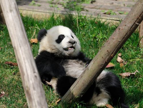 Panda giganti dimezzati entro 70 anni