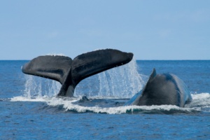 Ambiente, le balenottere dell'Islanda sono salve per il 2012