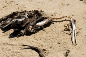 Allarme ambientale in Perù per strage di cetacei e uccelli