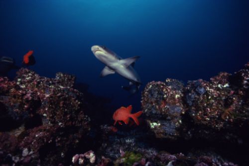 Squalo del reef quasi scomparso dal Pacifico