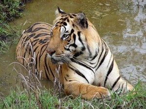 tigri india caccia al cacciatore