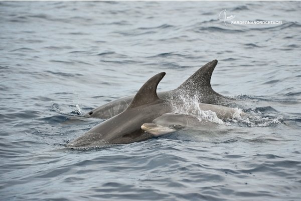 Cetacei in Sardegna del Nord, risultati incoraggianti e splendide foto