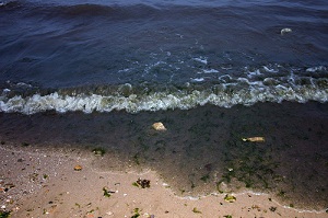 Legambiente, nel 2011 oltre 13 mila reati ambientali su coste e mari