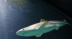 squali rischio estinzione venezuela protegge