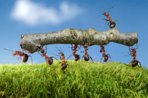 Rimedi naturali contro le formiche, la prevenzione