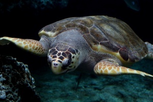 Ambiente, tartarughe minacciate dalla sabbia troppo calda