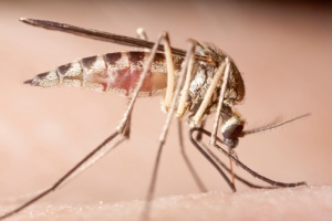 Zanzare geneticamente modificate contro malattia tropicale