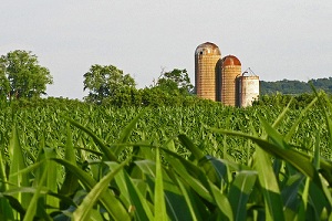 Censimento dell'Agricoltura, -32,4% di aziende negli ultimi 10 anni