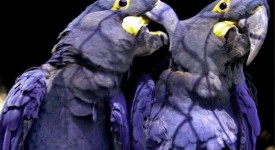 animali in via di estinzione pappagalli