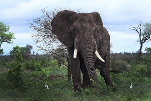 Bracconaggio, elefanti, tigri e rinoceronti i più minacciati