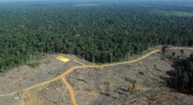 app accuse deforestazione