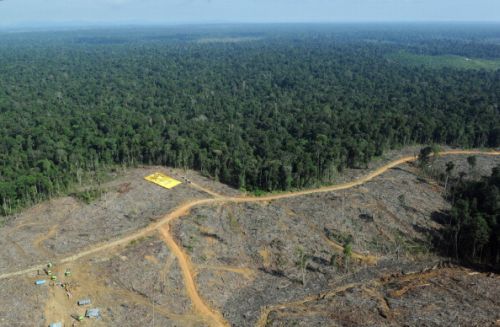 APP, ancora accuse di deforestazione dalle associazioni