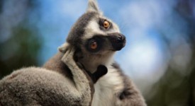 lemuri specie via d'estinzione