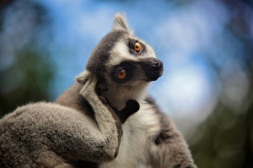 Lemuri, una specie che non si sa essere in via di estinzione