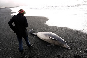Incidente Deepwater, petrolio tra le cause della strage di delfini nel 2011