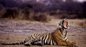 tigre india safari fotografici