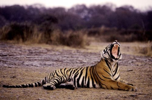 Tigri, l'India vieta i safari fotografici per proteggerle