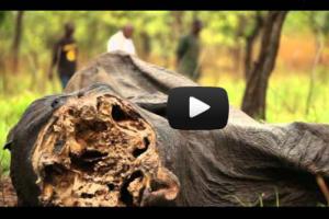 Ambiente, 300 elefanti uccisi in Camerun. Video denuncia del Wwf